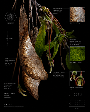 Wake Up exhibition poster with a dark seed pod.